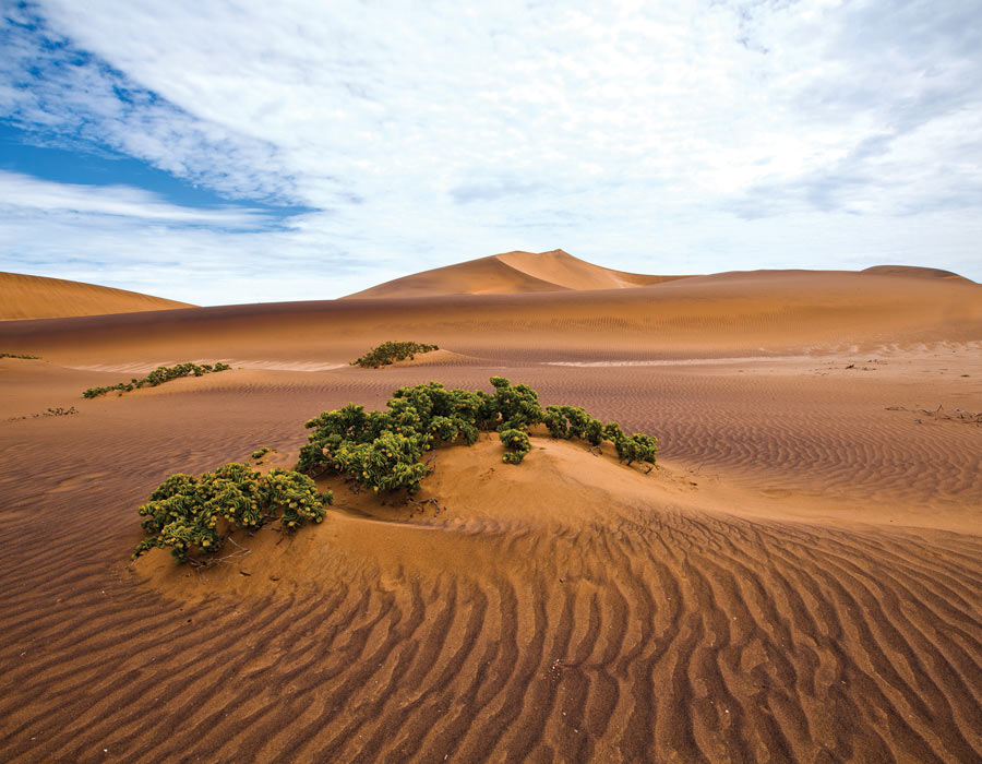 Dubai Camel Tour
